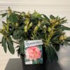 Rhododendron 'Percy Wiseman'