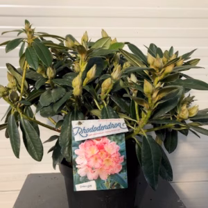 Rhododendron 'Percy Wiseman'