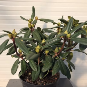 Rhododendron 'Alfred'
