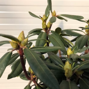 Rhododendron 'Alfred'