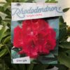 Rhododendron 'Wilgen's Ruby'