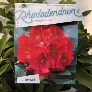 Rhododendron 'Wilgen's Ruby'