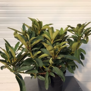 Rhododendron 'Wilgen's Ruby'