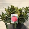 Rhododendron 'Wilgen's Ruby'