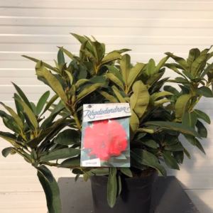 Rhododendron 'Wilgen's Ruby'