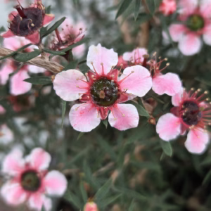 Leptospermum Scoparium (Manuka) roze