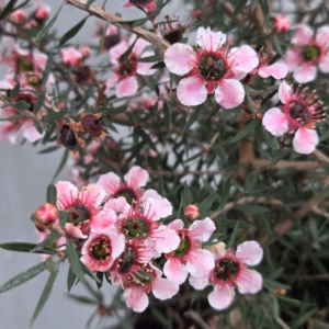 Leptospermum Scoparium (Manuka) roze