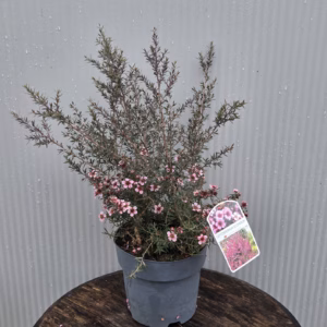 Leptospermum Scoparium (Manuka) roze