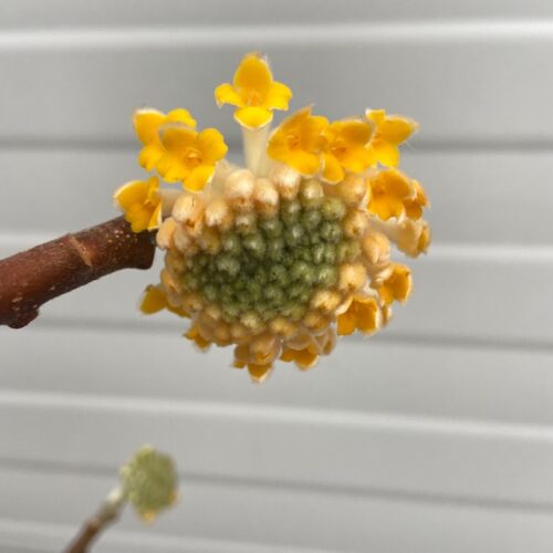 Edgeworthia chrysantha 'Grandiflora' (Papierstruik)