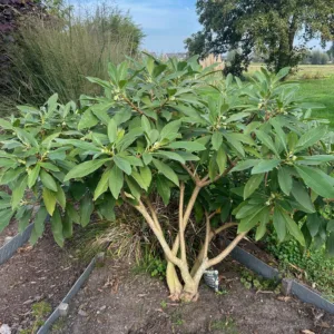 Edgeworthia chrysantha 'Grandiflora' 80 cm (Papierstruik)