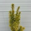 Taxus baccata David (Venijnboom)