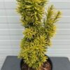 Taxus baccata David (Venijnboom)