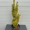 Taxus baccata David (Venijnboom)