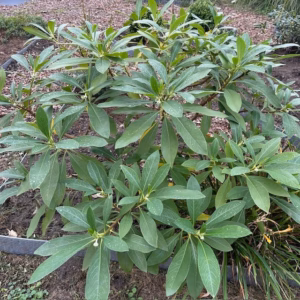 Edgeworthia chrysantha 'Grandiflora' (Papierstruik)