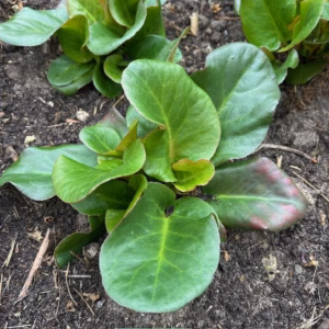 Bergenia 'Eroica' (Schoenlappersplant)