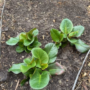 Bergenia 'Eroica' (Schoenlappersplant)