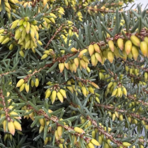 Erica carnea, (winterheide) rood (Kramer's Rote)