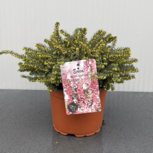 Erica carnea, (winterheide) rood (Kramer's Rote)