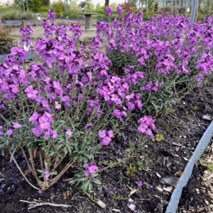 Erysimum hybride 'Bowles Mauve'
