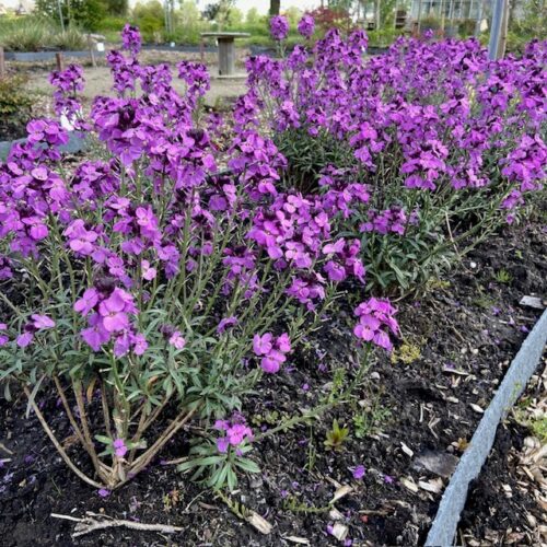 Erysimum hybride 'Bowles Mauve'