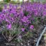Erysimum hybride 'Bowles Mauve'