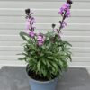 Erysimum hybride 'Bowles Mauve' (Muurbloem of steenraket)