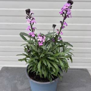 Erysimum hybride 'Bowles Mauve' (Muurbloem of steenraket)