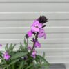 Erysimum hybride 'Bowles Mauve' (Muurbloem of steenraket)