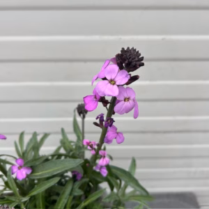 Erysimum hybride 'Bowles Mauve' (Muurbloem of steenraket)