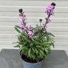 Erysimum hybride 'Bowles Mauve' (Muurbloem of steenraket)