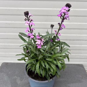 Erysimum hybride 'Bowles Mauve' (Muurbloem of steenraket)