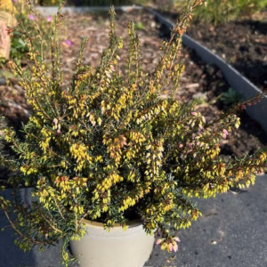 Erica carnea, (winterheide) rood