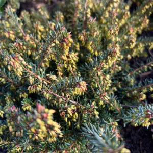 Erica carnea, (winterheide) rood