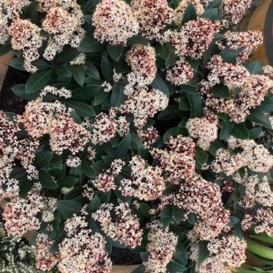 Skimmia j. Rubella