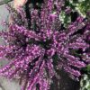 Erica carnea, (winterheide) paars