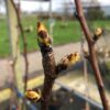 Perenboom 'Gieser Wildeman'