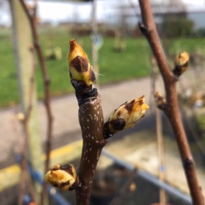 Perenboom 'Gieser Wildeman'