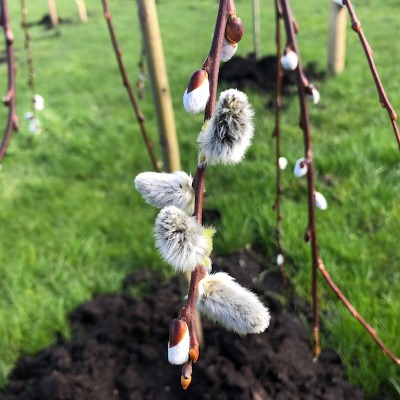 Salix caprea 'Kilmarnock' (Katjes wilg)