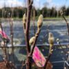 Magnolia Susan (Beverboom)