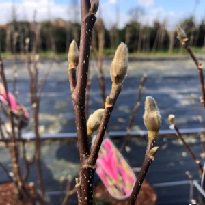 Magnolia Susan (Beverboom)