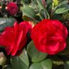 Camellia japonia Lady Campbell