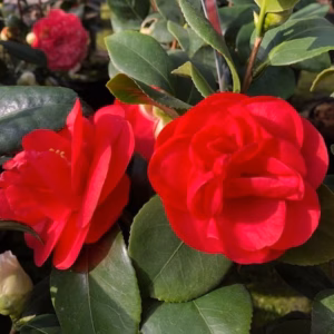 Camellia japonia Lady Campbell