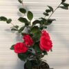 Camellia japonia Lady Campbell