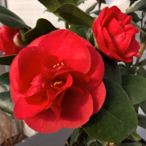 Camellia japonia Lady Campbell