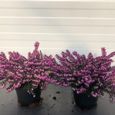 Erica carnea, (winterheide) paars