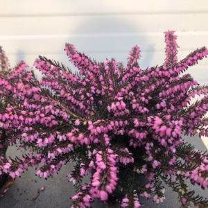 Erica carnea, (winterheide) paars
