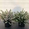 Erica carnea, (winterheide) wit