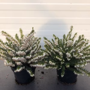Erica carnea, (winterheide) wit