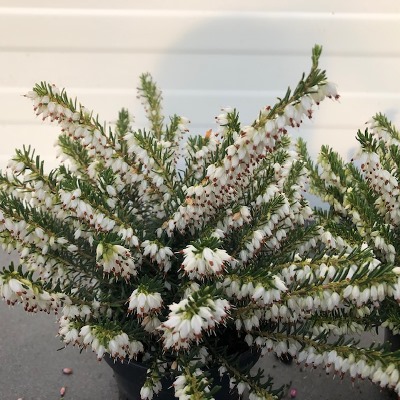 Erica carnea, (winterheide) wit