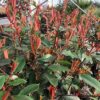 Photinia fraseri 'Little Red Robin'